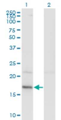Western Blot HDDC3 Antibody (7E6) - Azide and BSA Free