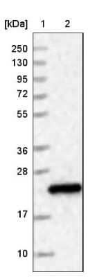 Western Blot: HDDC3 Antibody [NBP1-82684] - Lane 1: Marker  [kDa] 250, 130, 95, 72, 55, 36, 28, 17, 10.  Lane 2: Human cell line RT-4