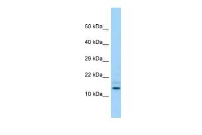 Western Blot: HDDC3 Antibody [NBP2-87556] - Host: Rabbit. Target Name: Hddc3. Sample Type: Rat Testis lysates. Antibody Dilution: 1.0ug/ml