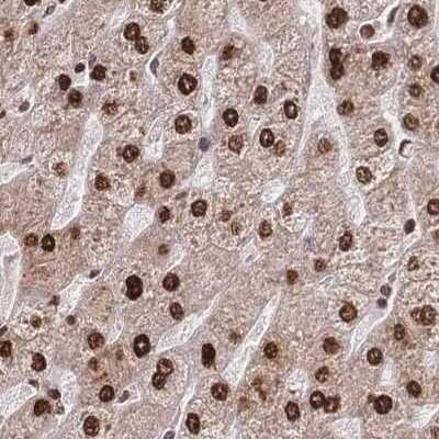 Immunohistochemistry-Paraffin: HDGF Antibody [NBP2-38589] - Staining of human liver.