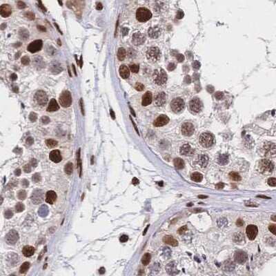 Immunohistochemistry-Paraffin: HDGF Antibody [NBP2-38701] - Staining of human testis.