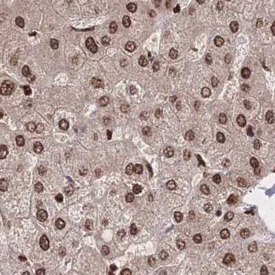 Immunohistochemistry-Paraffin: HDGF Antibody [NBP2-38701] - Staining of human liver.