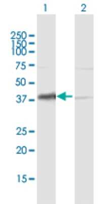 Western Blot: HDGF Antibody [H00003068-B01P] - Analysis of HDGF expression in transfected 293T cell line by HDGF polyclonal antibody.  Lane 1: HDGF transfected lysate(26.4 KDa). Lane 2: Non-transfected lysate.