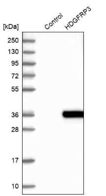Western Blot HDGFRP3 Antibody - BSA Free