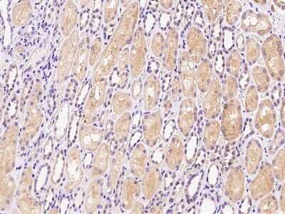 Immunohistochemistry-Paraffin: HDHD2 Antibody [NBP2-99209] - Immunochemical staining of human HDHD2 in human kidney with rabbit polyclonal antibody at 1:1500 dilution, formalin-fixed paraffin embedded sections.