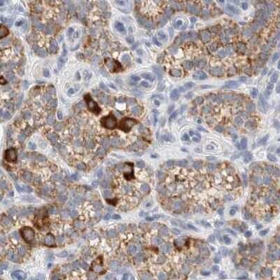 Immunohistochemistry-Paraffin HDHD3 Antibody - BSA Free