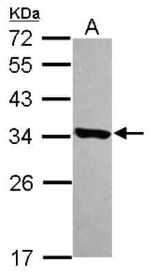 Western Blot: HDHD3 Antibody [NBP2-16798] - Sample (30 ug of whole cell lysate) A: A431 12% SDS PAGE gel, diluted at 1:1000.
