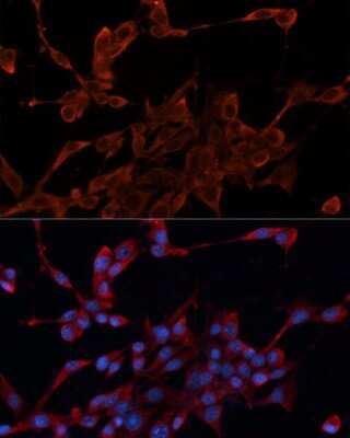 Immunocytochemistry/Immunofluorescence: HDJ2 Antibody [NBP3-03520] - Analysis of NIH/3T3 cells using HDJ2 antibody at dilution of 1:100. Blue: DAPI for nuclear staining.