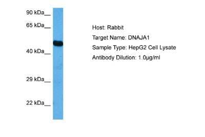 Western Blot: HDJ2 Antibody [NBP2-87557] - Host: Rabbit. Target Name: DNAJA1. Sample Tissue: Human HepG2 Whole Cell lysates. Antibody Dilution: 1ug/ml