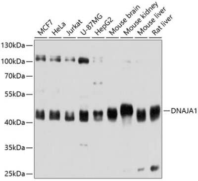 Western Blot: HDJ2 Antibody [NBP3-03520] - Analysis of extracts of various cell lines, using HDJ2 antibody at 1:3000 dilution. Secondary antibody: HRP Goat Anti-Rabbit IgG (H+L) at 1:10000 dilution. Lysates/proteins: 25ug per lane. Blocking buffer: 3% nonfat dry milk in TBST. Detection: ECL Basic Kit