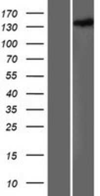 Western Blot HDLBP Overexpression Lysate