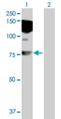 Western Blot HDX Antibody