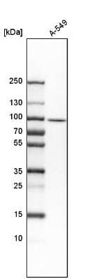 Western Blot HEATR2 Antibody - BSA Free