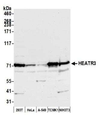 Western Blot: HEATR3 Antibody [NBP2-76387] - Samples: Whole cell lysate (50 ug) from HEK293T, HeLa, A-549, mouse TCMK-1, and mouse NIH 3T3 cells prepared using NETN lysis buffer. Antibody: Affinity purified rabbit anti-HEATR3 antibody NBP2-76387 used for WB at 1:1000. Detection: Chemiluminescence with an exposure time of 10 seconds.