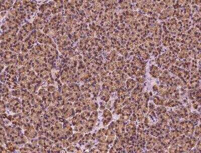 Immunohistochemistry-Paraffin: HEATR4 Antibody [NBP3-05832] - Staining of human HEATR4 in human pancreas with rabbit polyclonal antibody at 1:100 dilution.