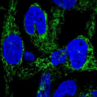 Immunocytochemistry/ Immunofluorescence HEATR6 Antibody - BSA Free