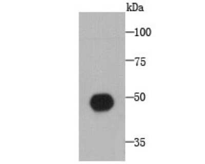 Western Blot: HEATR8 Antibody (A5-D4-A6) [NBP2-66884] - Analysis of C1orf175 on recombinant protein using anti-C1orf175 antibody at 1/1,000 dilution.