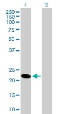 Western Blot: HEBP1 Antibody [H00050865-B01P] - Analysis of HEBP1 expression in transfected 293T cell line by HEBP1 polyclonal antibody.  Lane 1: HEBP1 transfected lysate(20.79 KDa). Lane 2: Non-transfected lysate.