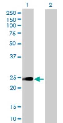 Western Blot: HEBP1 Antibody [H00050865-B02P] - Analysis of HEBP1 expression in transfected 293T cell line by HEBP1 polyclonal antibody.  Lane 1: HEBP1 transfected lysate(20.79 KDa). Lane 2: Non-transfected lysate.