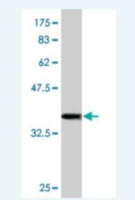 Western Blot: HECTD1 Antibody (1C7) [H00025831-M08] - Detection against Immunogen (37.62 KDa) .