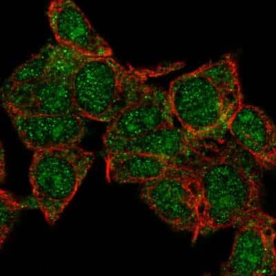 Immunocytochemistry/Immunofluorescence: HECTD1 Antibody [NBP1-82926] - Staining of human cell line Hep G2 shows localization to nucleus, nucleoli & cytosol. Antibody staining is shown in green.