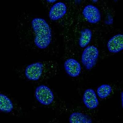 Immunocytochemistry/Immunofluorescence: HECTD1 Antibody [NBP2-58487] - Staining of human cell line Hep G2 shows localization to nucleus & nucleoli.