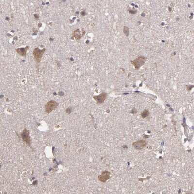 Immunohistochemistry-Paraffin: HECTD1 Antibody [NBP1-82926] - Staining of human cerebral cortex shows moderate positivity in neurons.