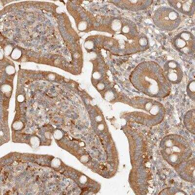 Immunohistochemistry-Paraffin: HECTD3 Antibody [NBP1-82153] - Staining of human duodenum shows moderate cytoplasmic positivity in glandular cells.