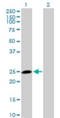 Western Blot: HECTD3 Antibody [H00079654-B01P] - Analysis of HECTD3 expression in transfected 293T cell line by HECTD3 polyclonal antibody.  Lane 1: HECTD3 transfected lysate(23.1 KDa). Lane 2: Non-transfected lysate.