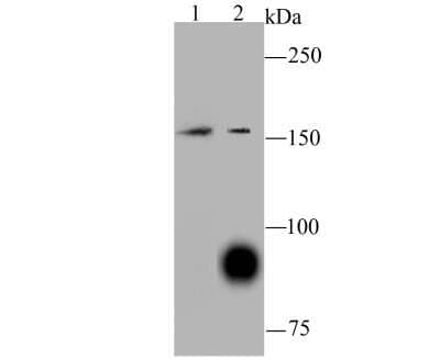 Western Blot: HECTD4 Antibody (A2-F5-F10) [NBP2-75411] - Analysis of C12orf51 on SH-SY5Y (1) and A549 (2) using anti-C12orf51 antibody at 1/100 dilution.