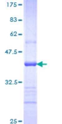 SDS-Page: HECTD4 Partial Protein [H00283450-Q01] - 12.5% SDS-PAGE Stained with Coomassie Blue.