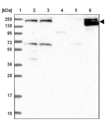 Western Blot HEM1 Antibody