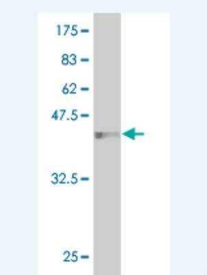 Western Blot: HEMK2 Antibody (1C4) [H00029104-M01] - Detection against Immunogen (36.74 KDa) .