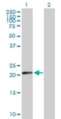 Western Blot: HEMK2 Antibody [H00029104-D01P] - Analysis of N6AMT1 expression in transfected 293T cell line by N6AMT1 polyclonal antibody.Lane 1: N6AMT1 transfected lysate(19.80 KDa).Lane 2: Non-transfected lysate.