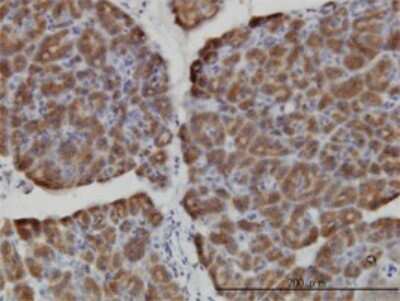 Immunohistochemistry-Paraffin: HERC3 Antibody (2C1) [H00008916-M01] - Analysis of monoclonal antibody to HERC3 on formalin-fixed paraffin-embedded human pancreas. Antibody concentration 3 ug/ml.