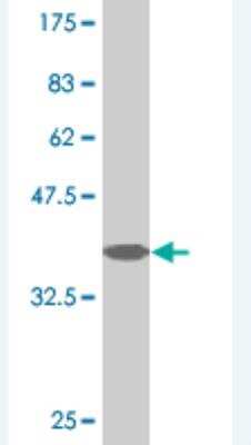 Western Blot: HERC3 Antibody (3G7) [H00008916-M02] - Detection against Immunogen (37.73 KDa) .
