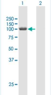Western Blot HERC3 Antibody - Azide and BSA Free