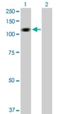 Western Blot: HERC3 Antibody [H00008916-D01P] - Analysis of HERC3 expression in transfected 293T cell line by HERC3 polyclonal antibody.Lane 1: HERC3 transfected lysate(117.20 KDa).Lane 2: Non-transfected lysate.
