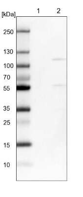 Western Blot: HERC3 Antibody [NBP1-81553] - Lane 1: NIH-3T3 cell lysate (Mouse embryonic fibroblast cells). Lane 2: NBT-II cell lysate (Rat Wistar bladder tumor cells).