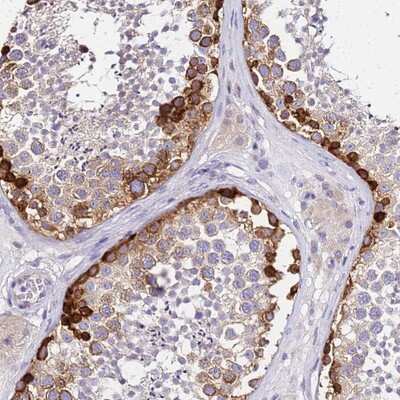 Immunohistochemistry-Paraffin: HERC5 Antibody [NBP1-91985] Staining of human testis shows strong cytoplasmic positivity in the spermatogonia.