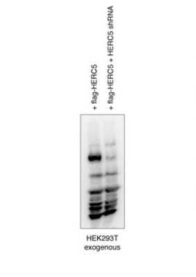 Western Blot: HERC5 Antibody [NBP1-58102] - hek293 cell lysate at 1:1000.