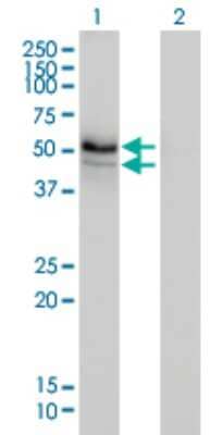 Western Blot: HERPUD1 Antibody (3E10) [H00009709-M01] - Analysis of HERPUD1 expression in transfected 293T cell line by HERPUD1 monoclonal antibody (M01), clone 3E10.Lane 1: HERPUD1 transfected lysate(44 KDa).Lane 2: Non-transfected lysate.