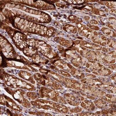 Immunohistochemistry-Paraffin: HERPUD1 Antibody [NBP1-83267] - Staining of human stomach, lower shows strong cytoplasmic positivity in glandular cells.