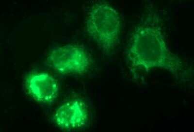 Immunocytochemistry/Immunofluorescence: HERPUD1 Antibody (OTI1A2) - Azide and BSA Free [NBP2-71492] - Analysis of COS7 cells transiently transfected by pCMV6-ENTRY HERPUD1.