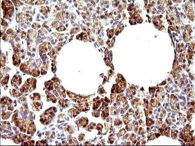 Immunohistochemistry: HERPUD1 Antibody (OTI1A2) - Azide and BSA Free [NBP2-71492] - Analysis of Human pancreas tissue. (Heat-induced epitope retrieval by 1 mM EDTA in 10mM Tris, pH8.5, 120C for 3min)