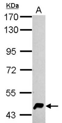 Western Blot: HERPUD1 Antibody [NBP2-16809] - Sample (30 ug of whole cell lysate) A: 293T 7. 5% SDS PAGE gel, diluted at 1:5000.