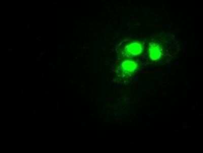 Flow Cytometry: HES-1 Antibody (OTI4H1) - Azide and BSA Free [NBP2-70937] - Staining of COS7 cells transiently transfected by pCMV6-ENTRY Hes1.