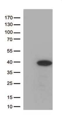 Western Blot: HES-1 Antibody (OTI4H1) - Azide and BSA Free [NBP2-70937] - HEK293T cells were transfected with the pCMV6-ENTRY control (Left lane) or pCMV6-ENTRY HES1 (Right lane) cDNA for 48 hrs and lysed. Equivalent amounts of cell lysates (5 ug per lane) were separated by SDS-PAGE and immunoblotted with anti-HES1 (1:500).