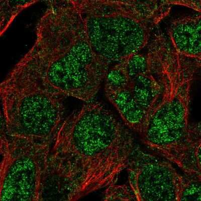 Immunocytochemistry/Immunofluorescence: HES-4 Antibody [NBP2-56299] - Staining of human cell line HEK 293 shows localization to nucleoplasm & cytosol.