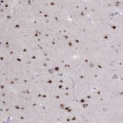 Immunohistochemistry-Paraffin: HES5 Antibody [NBP2-69014] - Staining of human cerebral cortex shows strong nuclear positivity in neuronal cells.